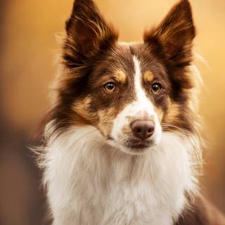Border Collie iPhone wallpaper