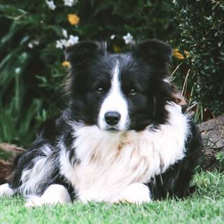 Border Collie iPhone wallpaper