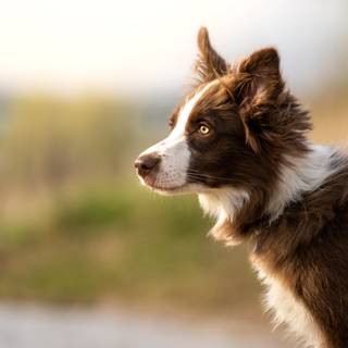 Border Collie iPhone wallpaper