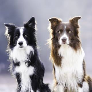Border Collie iPhone wallpaper