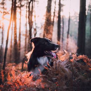 Border Collie iPhone wallpaper