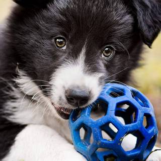 Border Collie iPhone wallpaper