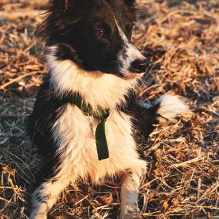 Border Collie iPhone wallpaper