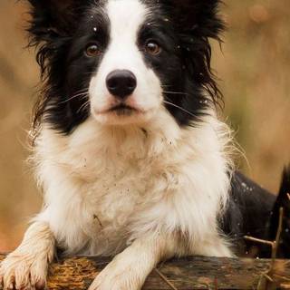 Border Collie iPhone wallpaper
