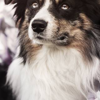 Border Collie iPhone wallpaper