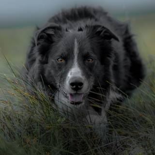 Border Collie iPhone wallpaper