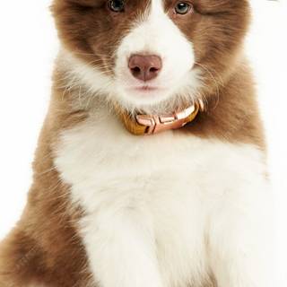 Border Collie iPhone wallpaper