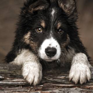 Border Collie iPhone wallpaper