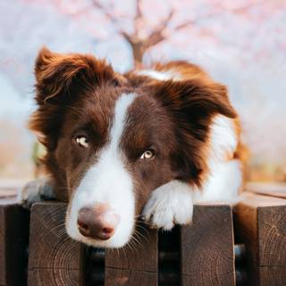 Border Collie iPhone wallpaper