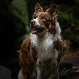 Border Collie iPhone wallpaper