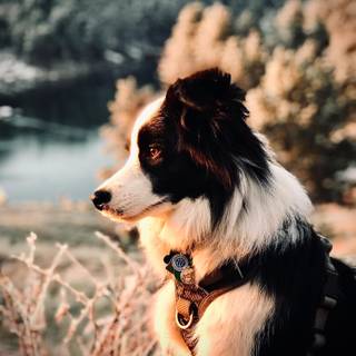 Border Collie iPhone wallpaper