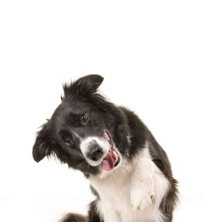 Border Collie iPhone wallpaper