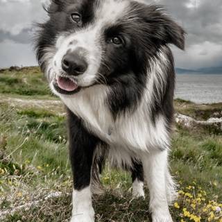 Border Collie iPhone wallpaper