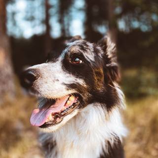 Border Collie iPhone wallpaper