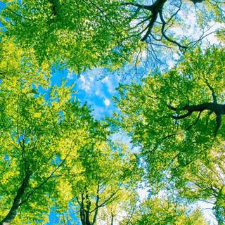 Mobile tree wallpaper