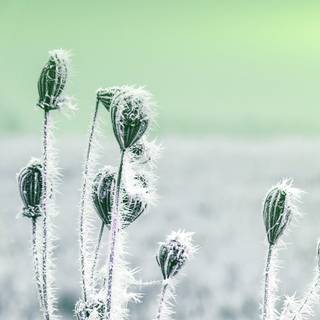 Green winter 4k wallpaper