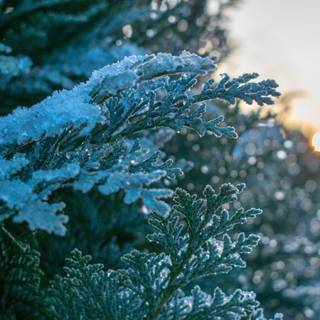 Green winter 4k wallpaper