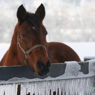 Horse winter desktop wallpaper