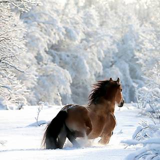 Horse winter desktop wallpaper