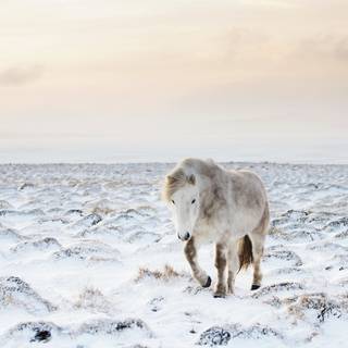 Horse winter desktop wallpaper