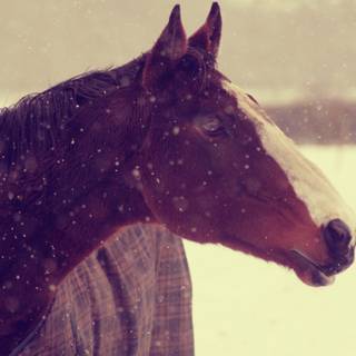 Horse winter desktop wallpaper