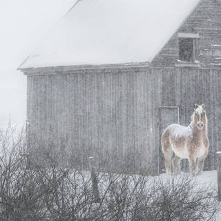 Horse winter desktop wallpaper