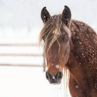 Horse winter desktop wallpaper
