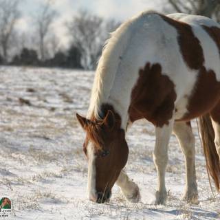 Horse winter desktop wallpaper