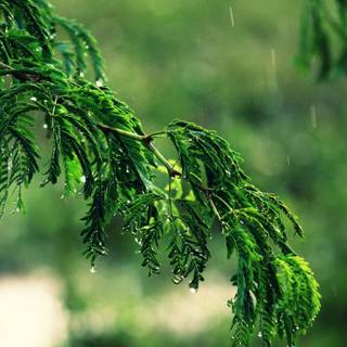 Rain 4k phone wallpaper