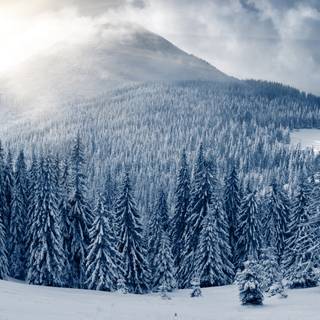 Snowy forest 4k wallpaper