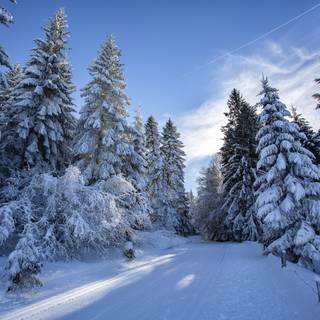 Snowy forest 4k wallpaper