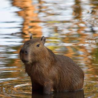 Capybara iPhone wallpaper
