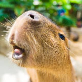 Capybara cute wallpaper