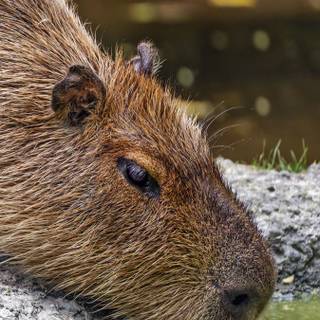 Capybara iPhone wallpaper