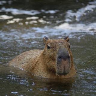 Capybara iPhone wallpaper