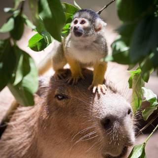 Capybara iPhone wallpaper