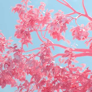 Pink laptop 4k wallpaper