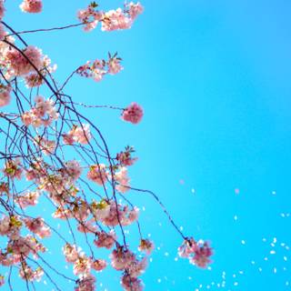 Cherry Blossom 4k PC wallpaper