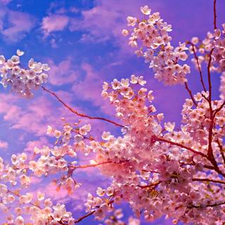 Cherry Blossom 4k PC wallpaper