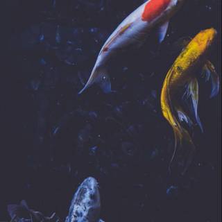 Koi phone wallpaper