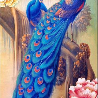 Peacock phone wallpaper