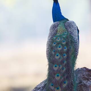 Peacock phone wallpaper