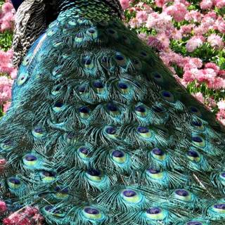 Peacock phone wallpaper