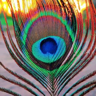 Peacock phone wallpaper