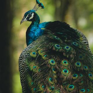 Peacock phone wallpaper