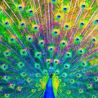 Peacock phone wallpaper