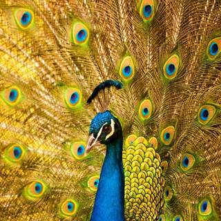 Peacock phone wallpaper