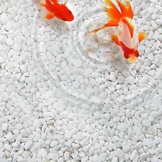Koi phone wallpaper