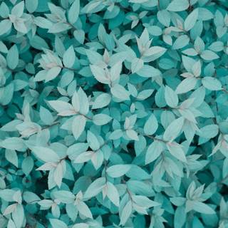 Turquoise phone wallpaper