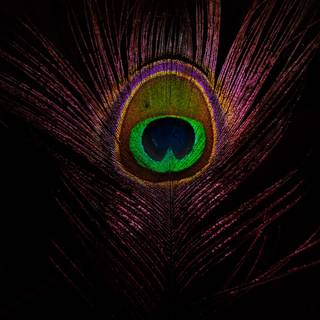 Peacock phone wallpaper